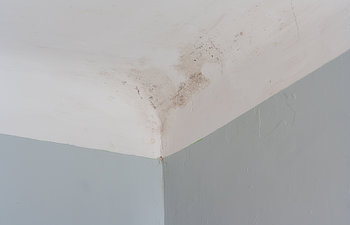 mold in the corner of wall and ceiling